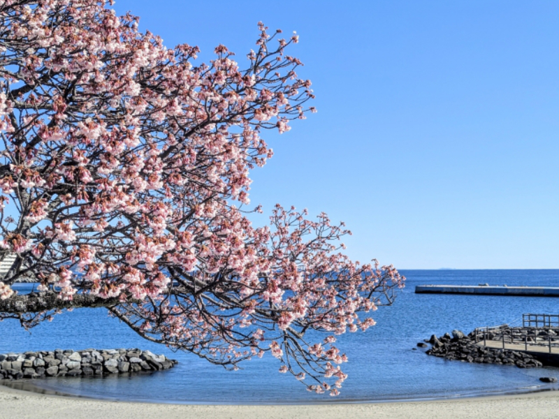 熱海は花に恵まれた街。
