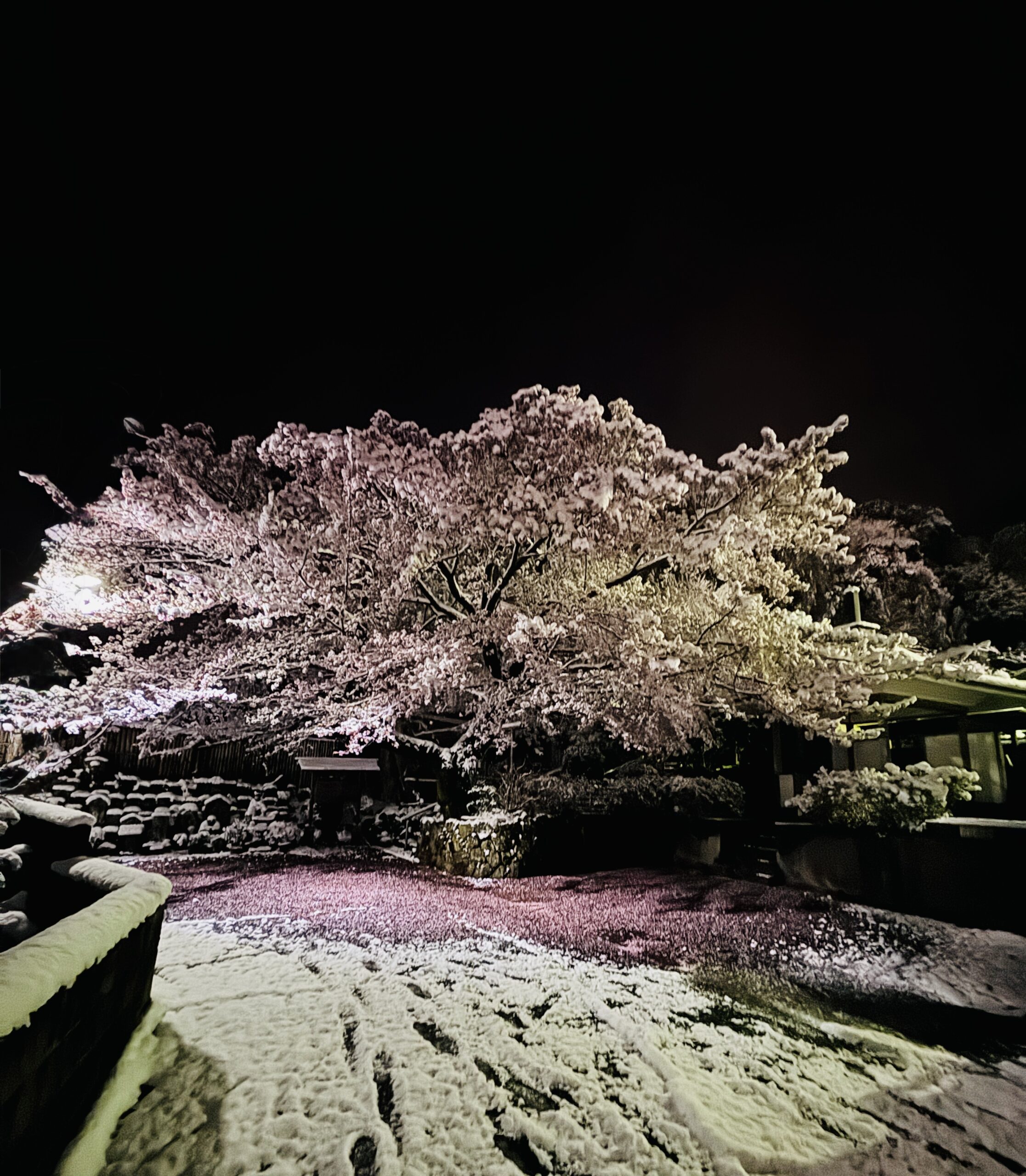 No.２　桜と雪と足跡と。