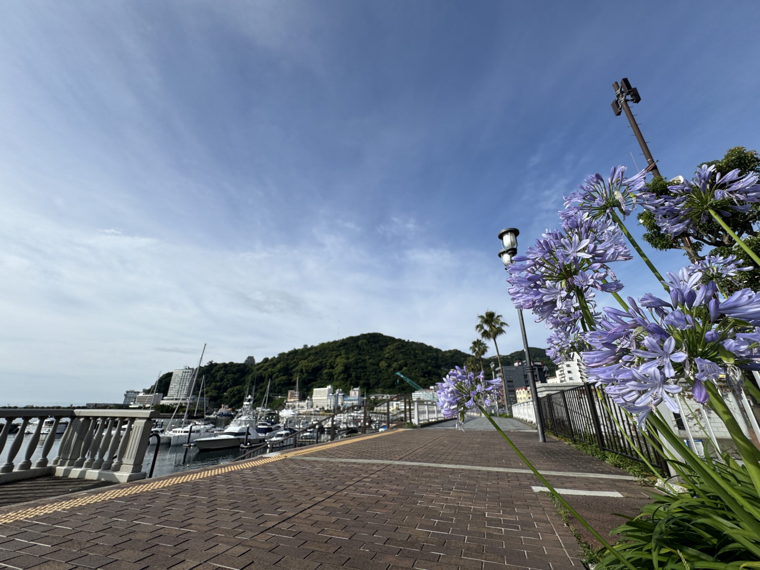 No.１３　満開、早朝の花さんぽ。心ほどける「あたみ時間」