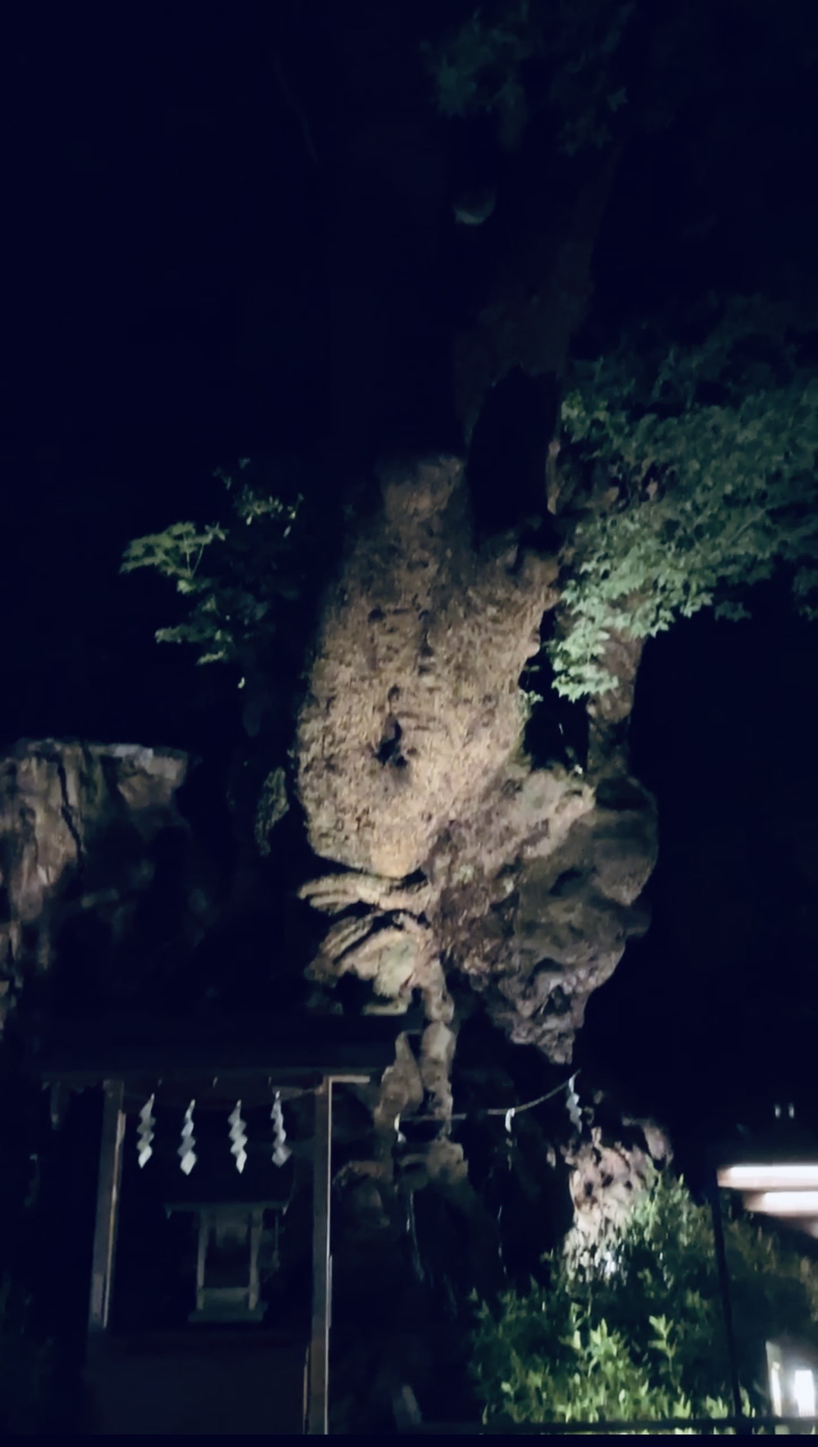 No.21　お散歩10分で到着♪ パワースポット来宮神社の朝と夜。